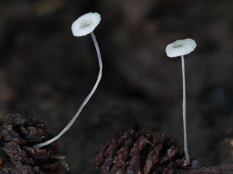 Mycena rhenana Mycena rhenana